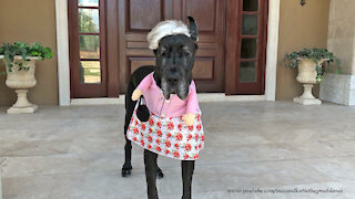 Great Dane models her grannie Halloween costume