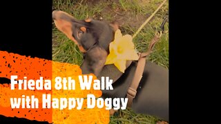 Frieda 8th Walk with Happy Doggy