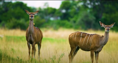 African Mammals Staring at Photographer