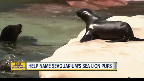 Miami Seaquarium holding naming contest for newborn sea lion pups