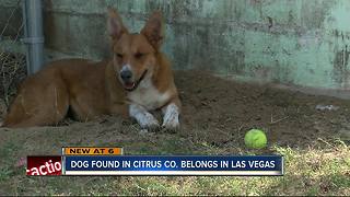 Therapy dog stolen from Las Vegas family found wandering in Citrus County one year later