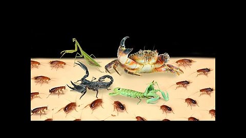 TOP 10 FEEDINGS INSECTS - BEST MOMENTS 2 (INFECTED INSECTS, SCORPION, WORMS, CRAB, MANTIS,COCKROACH)