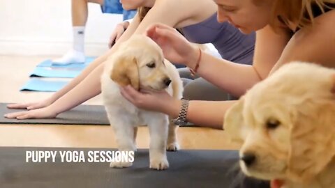 Yoga with Puppies Pets Yoga