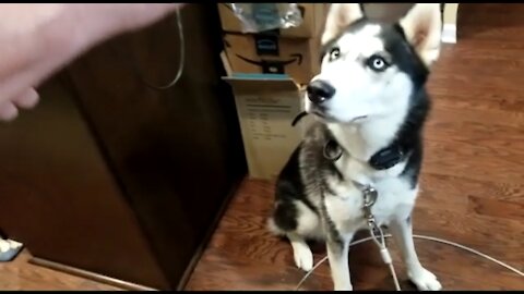 Husky Slaps Treat Out Of Owners Hand