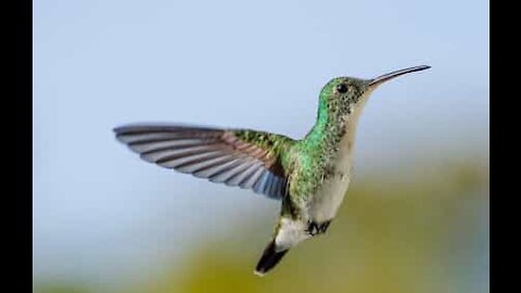 Un colibri grignote sur le front d'un homme