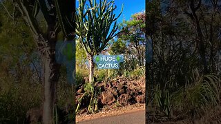 ANCIENT 🪨WALLS & JURRASIC CACTI 🌵#aloha #ancienthawai