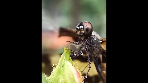 This is how a dragonfly brushes raindrops from it eyes