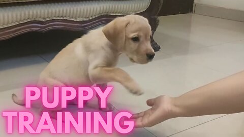 Cute Puppy Training