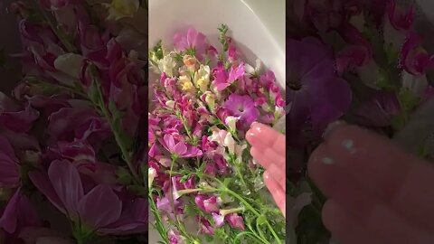 Overhead Shot of Flowers in Water|#short |Teri Meri Gallan Hogi Mashhur|#amazingworld
