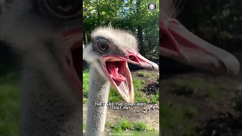 Ostrich 🦚 The Largest Bird on Earth!