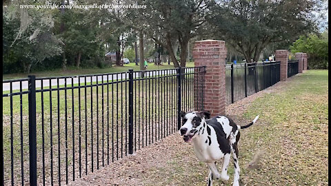 Galloping Great Dane Motivates Cyclist To Pick Up The Pace