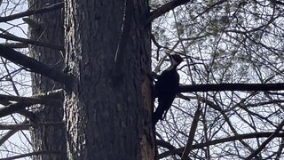 Pileated Wood Pecker is back 3