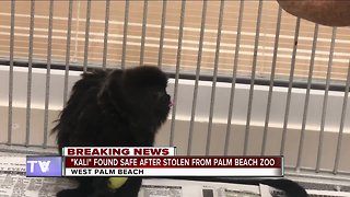 Rare monkey recovered, returned to Palm Beach Zoo
