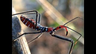 WHOA! 4 creepy bugs in Arizona - ABC15 Digital