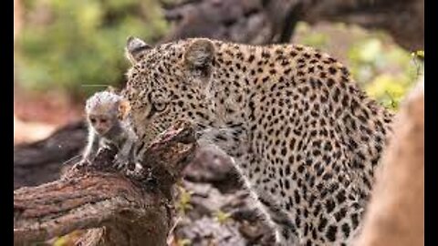 THIS IS CRAZY ! Leopard Steals Monkeys' Children And Raises Them As His Own- Monkey Vs Leopard