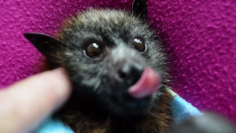 Orphaned baby bat loves to be pet