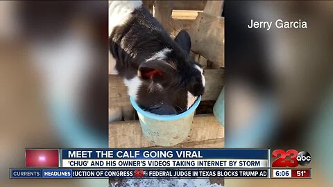 Meet the Bakersfield calf going viral on social media, his name is Chug