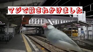 【注意喚起】駅の階段から突き落されました,