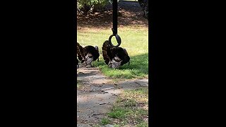 Blue-Faced Turkeys