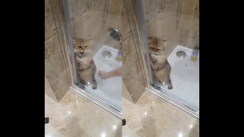 Cute cat being bathed 🐱🐱🐱 funny cats, cute kittens, cute animals 😂😂😂