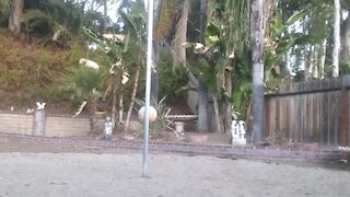 Blossom playing Tether ball