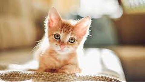 Cute Kittens || VOV || Abbasi'sVlog