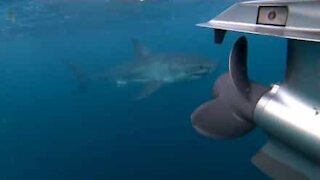 Great white shark attacks fishermen boat in Australia