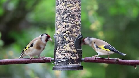 Two Goldfinches Feeding