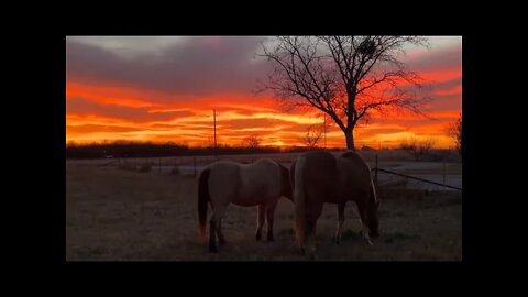 Horses Eating In A Great Texas Sunset - December 2021 - Buddy & Mr. T You Are Good Boys (Ransom)