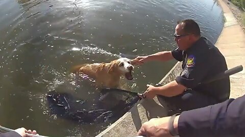 Police rescue exhausted lab out of Arizona canal