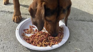 Happy Beagle Pup eating Breakfast