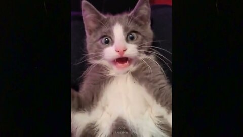 OMG.Funny Cat Videos.Cute Cat.