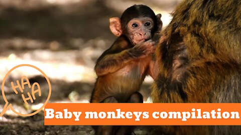 Baby Monkeys Cutest Compilation - See what monkeys do