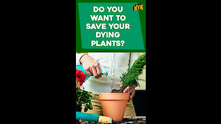 Top 5 Ways In Which You Can Revive Your Dead Plants *