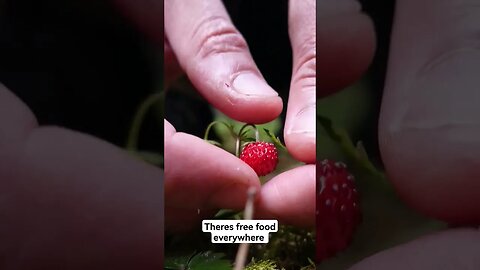 wild strawberry foraging