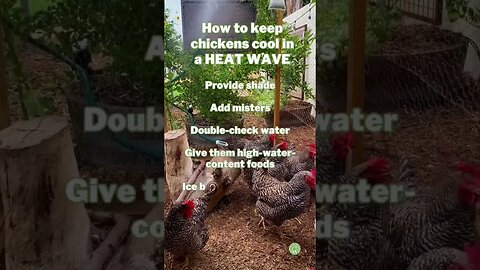 Keep chickens COOL in a HEATWAVE 🥵