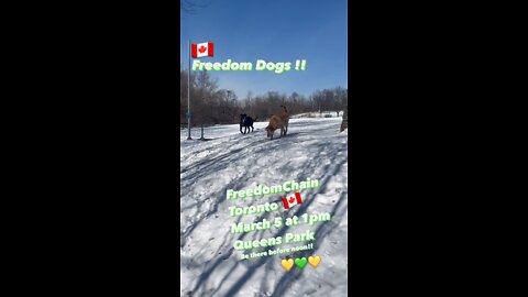 Freedom Dogs Bailey & Boomer revved up FreedomChainToronto