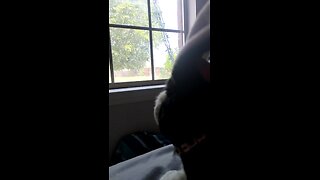 Bunny looks out of the window