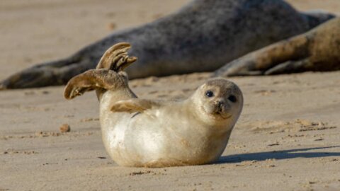 Watch this Seal Make Some Hilarious Sounds!