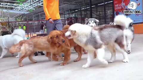 Cute Funny Dogs & Puppies Life 4K Viral Dog