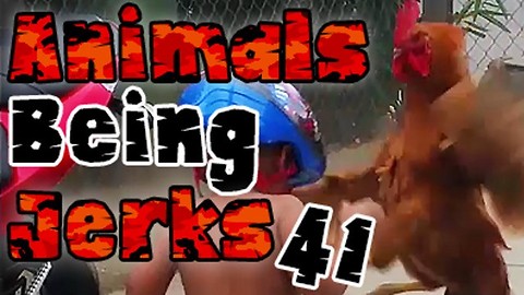 Animals Being Jerks #41