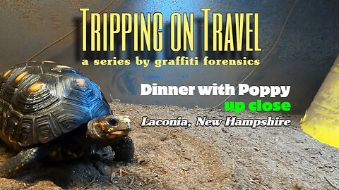 Tripping on Travel: Dinner with Poppy, Laconia NH