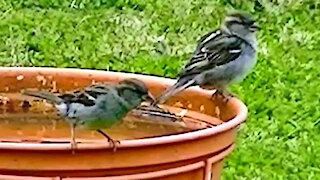 IECV NV #306 - 🐤🐤 Sparrows In The Backyard 5-10-2017