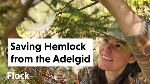 Why HEMLOCK TREES Are Dying and What to do to SAVE THEM — Ep. 179