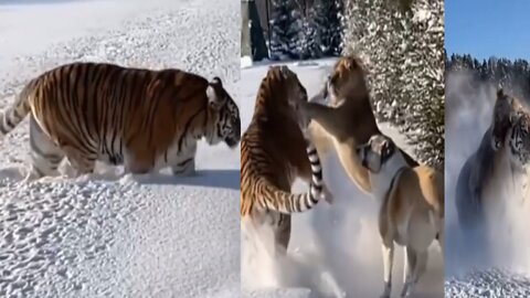 Lion and Tiger and Dog together playing in the snow