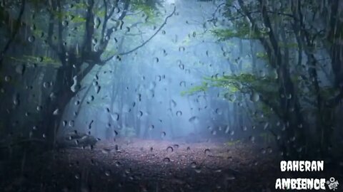 Rain & Thunder Sounds in the Foggy Forest | Thunderstorm Sounds to aid Sleep, Insomnia & Relaxation