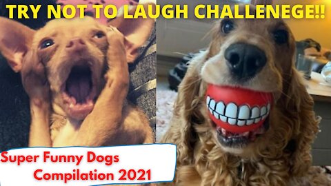 Super Funny Dogs 2021- TRY NOT TO SMILE CHALLENGE!!