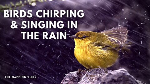 10 Hours Rain and Thunder Healing Ambient Sounds for Deep Sleeping, Forest Birdsong - Birds Chirping