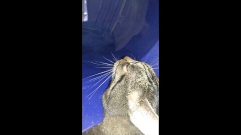 Cat loves to drink from his bucket