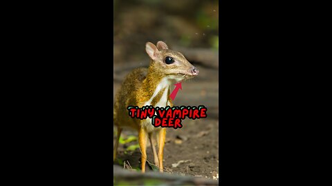 The Little Vampire Deer